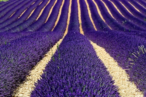 Rows of flowering lavender under a bright blue sky, Flowering lavender field (Lavandula