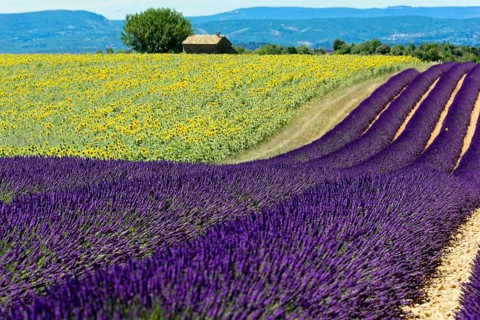 Waves of lavender and sunflowers against a mountain backdrop, a house in the centre, Provence,