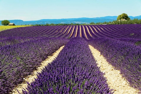Rows of flowering lavender under a bright blue sky, Flowering lavender field (Lavandula