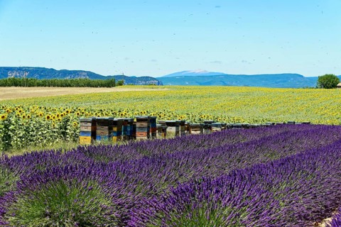 Rows of blooming lavender under a bright blue sky, Blooming lavender field (Lavandula