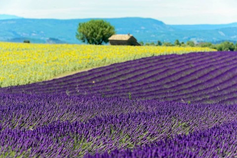 Rows of blooming lavender under a bright blue sky, Blooming lavender field (Lavandula
