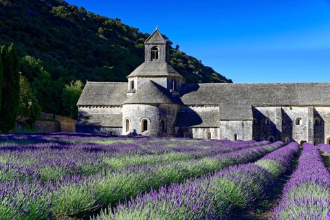 Picturesque monastery with a rich carpet of lavender flowers under a clear blue sky, Cistercian