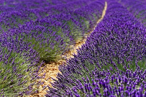 Close-up of a path through a dense lavender field in daylight, Provence, Département