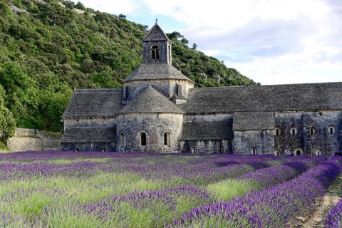 Picturesque abbey with a rich carpet of lavender flowers under a clear blue sky, Cistercian abbey