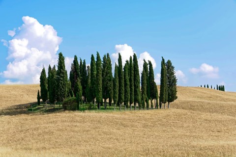 Group of cypress trees on a gentle hill under a clear blue sky with scattered clouds, south of