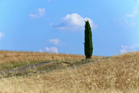 A single cypress stands alone in a wheat field under a blue sky, south of Pienza, Tuscany, Italy