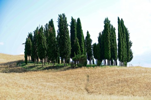 A group of cypress trees stands on a hill surrounded by golden grasses, south of Pienza, Tuscany,