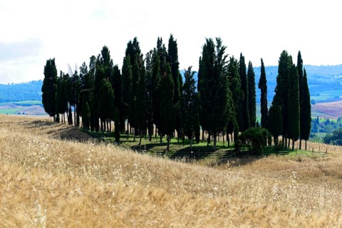 Shadow play of a row of cypresses on a hill under a sunny sky, south of Pienza, Tuscany, Italy
