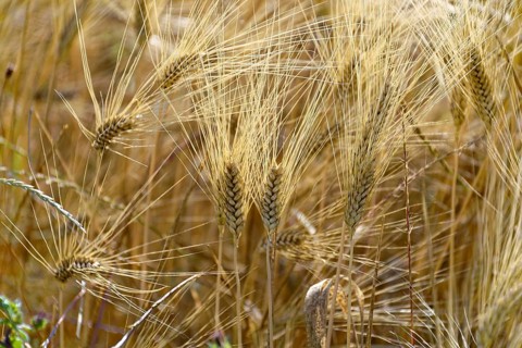 Close-up of golden ears of wheat in the field, shining in the sun, south of Pienza, Tuscany, Italy