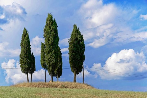 Three cypress trees on a hill under a blue sky with white clouds, south of Pienza, Tuscany, Italy