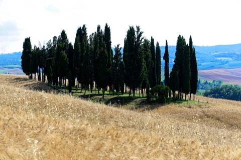 A group of cypress trees stands on a hill with golden fields in the foreground, south of Pienza,
