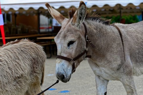 Two donkeys with halters stand at a fair in front of a tent, Provence, Département