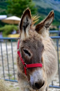 Donkey portrait with red halter, in the foreground is the farm fence, Provence, Département