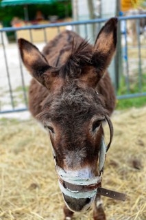 Brown donkey with halter standing on hay and looking down, Provence, Département