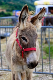 Donkey portrait with red halter, close to the fence, on a farm, Provence, Département