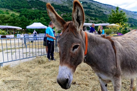 Donkey on a farm, surrounded by a rural landscape and visitors, Provence, Département