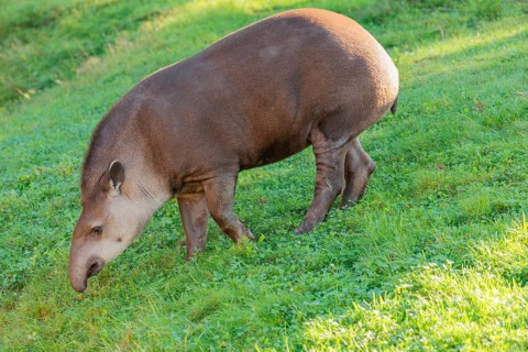A South American tapir (Tapirus terrestris) runs across a green meadow, looking for food. Captive