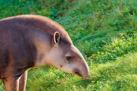 Portrait of a male South American tapir (Tapirus terrestris). Captive
