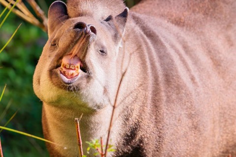 A male South American tapir (Tapirus terrestris) displays flehmen in a clearing. Captive