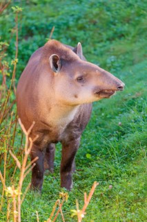 A South American tapir (Tapirus terrestris) runs through the undergrowth at the edge of the forest