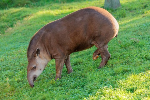 A South American tapir (Tapirus terrestris) runs across a green meadow, looking for food. Captive