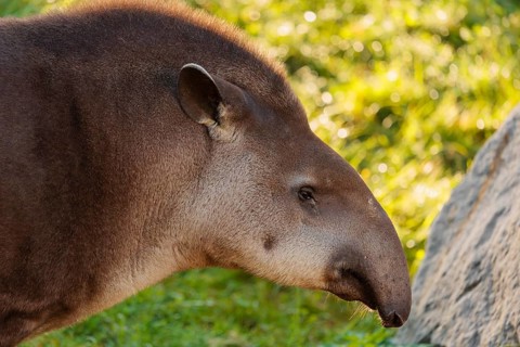 Portrait of a male South American tapir (Tapirus terrestris). Captive