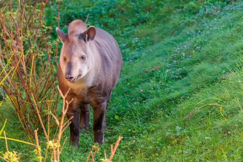 A South American tapir (Tapirus terrestris) runs through the undergrowth at the edge of the forest