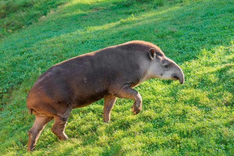 A South American tapir (Tapirus terrestris) runs across a green meadow, looking for food. Captive