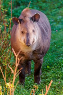 A South American tapir (Tapirus terrestris) runs through the undergrowth at the edge of the forest
