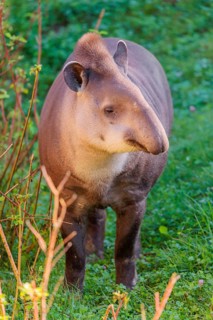 A South American tapir (Tapirus terrestris) runs through the undergrowth at the edge of the forest