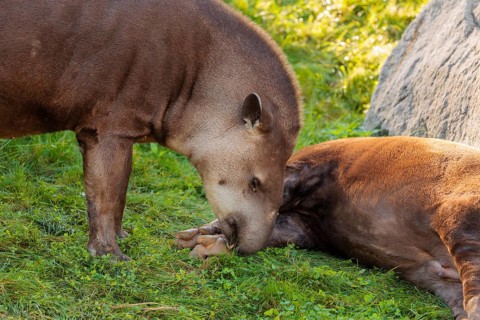 A male South American tapir (Tapirus terrestris) sniffs a female lying in a clearing. Captive