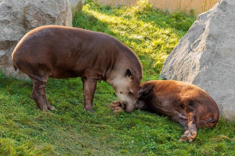 A male South American tapir (Tapirus terrestris) sniffs a female lying in a clearing. Captive
