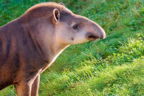 Portrait of a male South American tapir (Tapirus terrestris). Captive