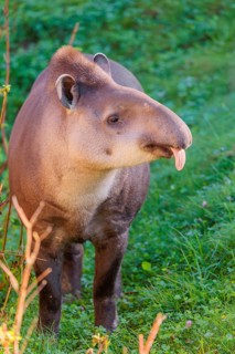 A South American tapir (Tapirus terrestris) runs through the undergrowth at the edge of the forest