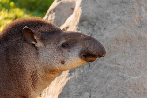 Portrait of a male South American tapir (Tapirus terrestris). Captive