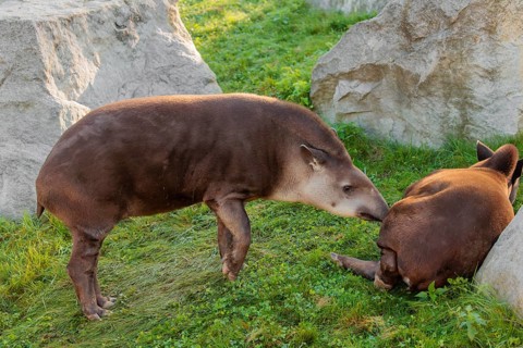 A male South American tapir (Tapirus terrestris) sniffs a female lying in a clearing. Captive