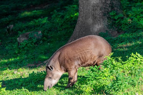 A South American tapir (Tapirus terrestris) runs through the undergrowth at the edge of the forest