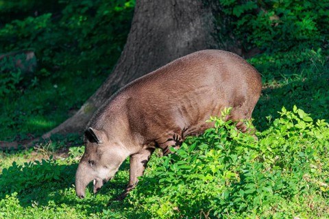 A South American tapir (Tapirus terrestris) runs through the undergrowth at the edge of the forest