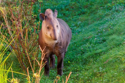 A South American tapir (Tapirus terrestris) runs through the undergrowth at the edge of the forest