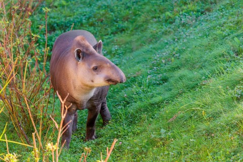A South American tapir (Tapirus terrestris) runs through the undergrowth at the edge of the forest