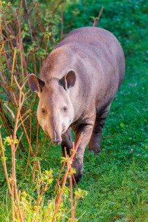 A South American tapir (Tapirus terrestris) runs through the undergrowth at the edge of the forest