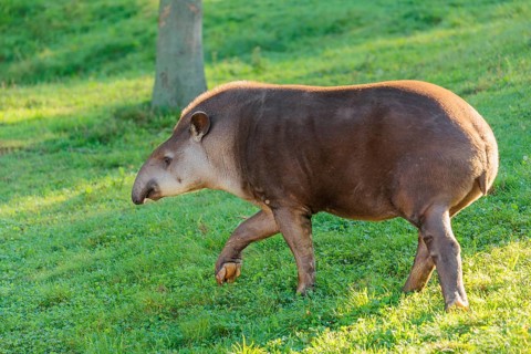 A South American tapir (Tapirus terrestris) runs across a green meadow, looking for food. Captive