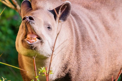 A male South American tapir (Tapirus terrestris) displays flehmen in a clearing. Captive