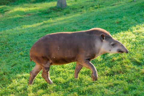 A South American tapir (Tapirus terrestris) runs across a green meadow, looking for food. Captive