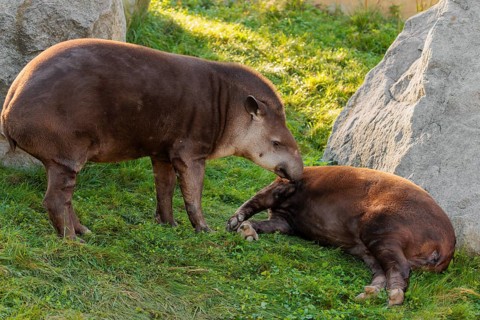 A male South American tapir (Tapirus terrestris) sniffs a female lying in a clearing. Captive