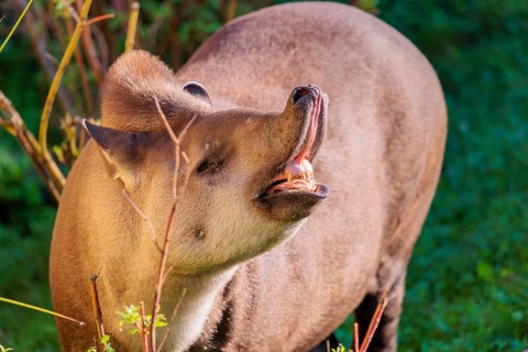 A male South American tapir (Tapirus terrestris) displays flehmen in a clearing. Captive
