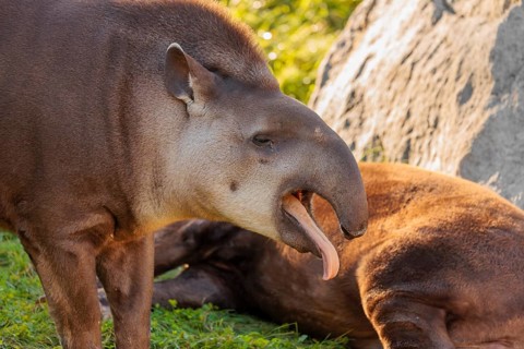 A male South American tapir (Tapirus terrestris) stands yawning in a clearing. Captive