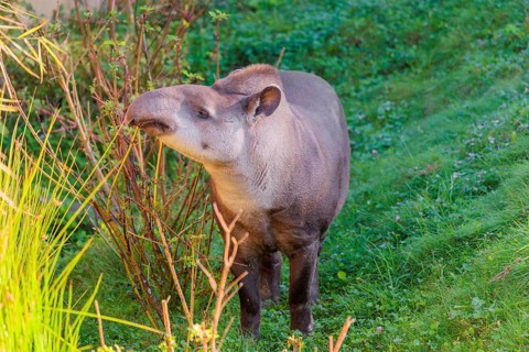 A South American tapir (Tapirus terrestris) runs through the undergrowth at the edge of the forest