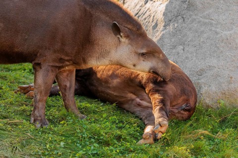 A male South American tapir (Tapirus terrestris) sniffs a female lying in a clearing. Captive
