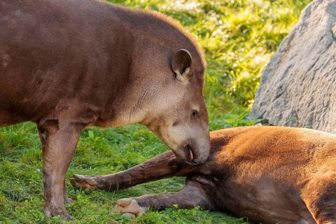 A male South American tapir (Tapirus terrestris) sniffs a female lying in a clearing. Captive
